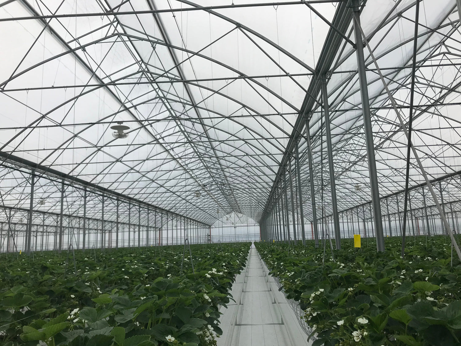 Agricultura Protegida