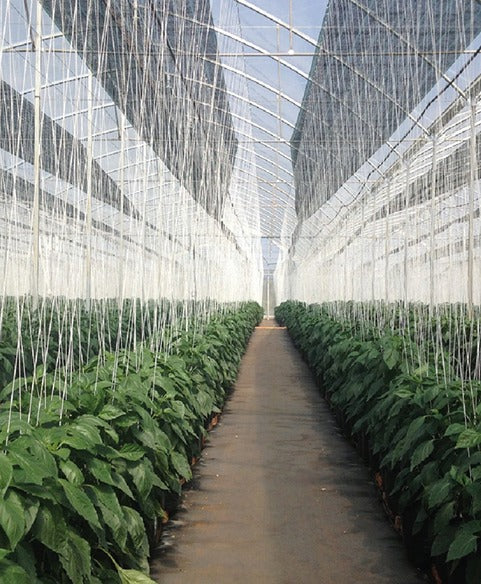 Rafia Agrícola
