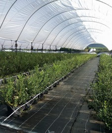MALLA GROUNDCOVER